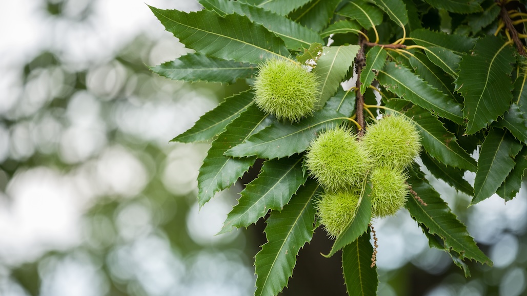 Input Requested for Deregulation of American Chestnut Developed Using Genetic Engineering