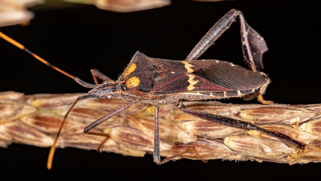 Variety and Neighboring Crops are Predictors of Leaffooted Bug Risk in Almond