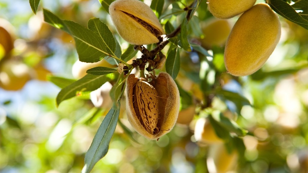 Revised Forecast Reveals Larger California Almond Crop