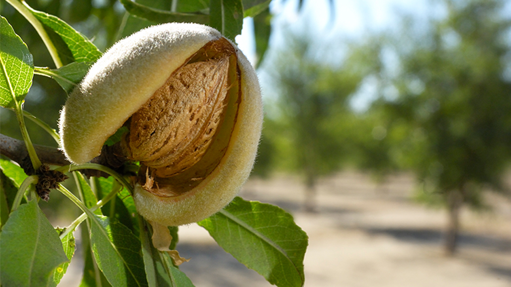 Almond Orchards Prevail in Battle with Phytophthora
