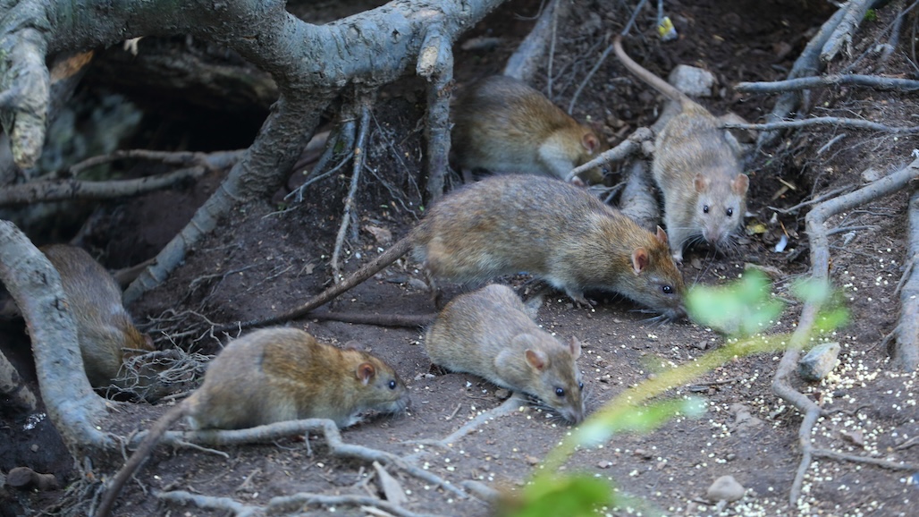 Confronting the Rodent Crisis: Challenges and Interventions for Almond Growers