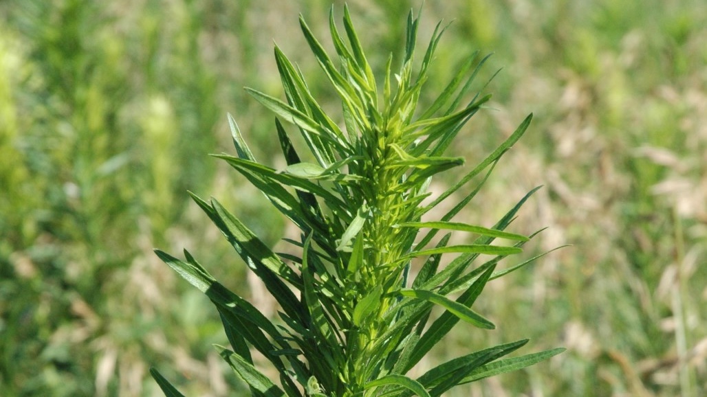 Controlling Broadleaf Weeds on Orchard Floors – 101