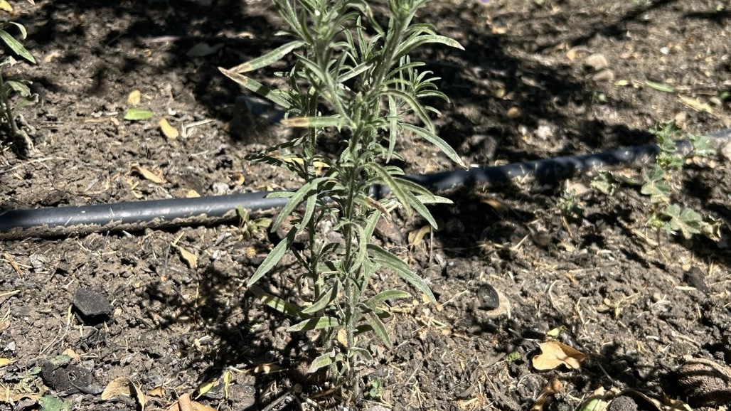 Tank-Mix Compatibility, Flexibility with New Active for Tree Nuts