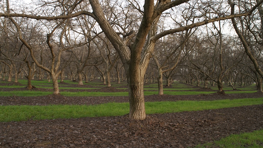 2025 Results of Pre-Emergent Herbicide Demonstration Trial for Walnut