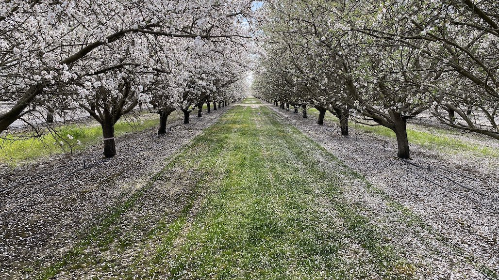 Oakville Bluegrass Cooperative Opens Enrollment for Reimbursable Cover Crop Seed