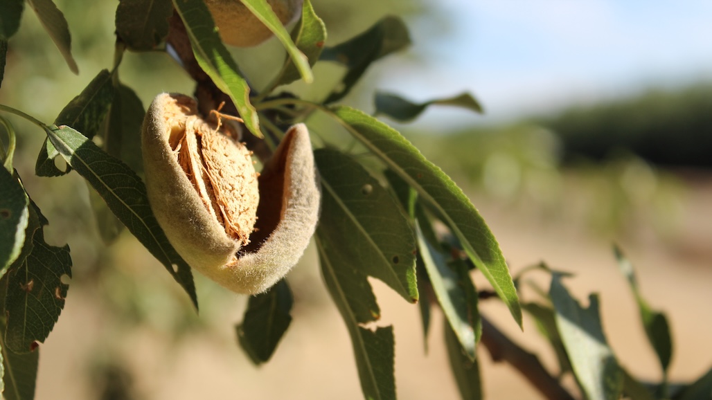 Almond Board of Directors Vote to Discontinue USDA Objective Measurement Report