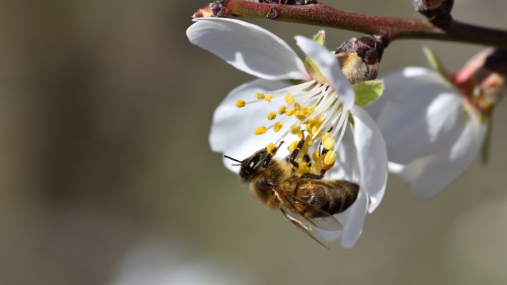 Almond Conference Updates Growers on Best Practices for Bees & Pollination