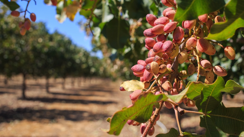 Scientists Offer Breakage Insights with Potential Benefits for Crops