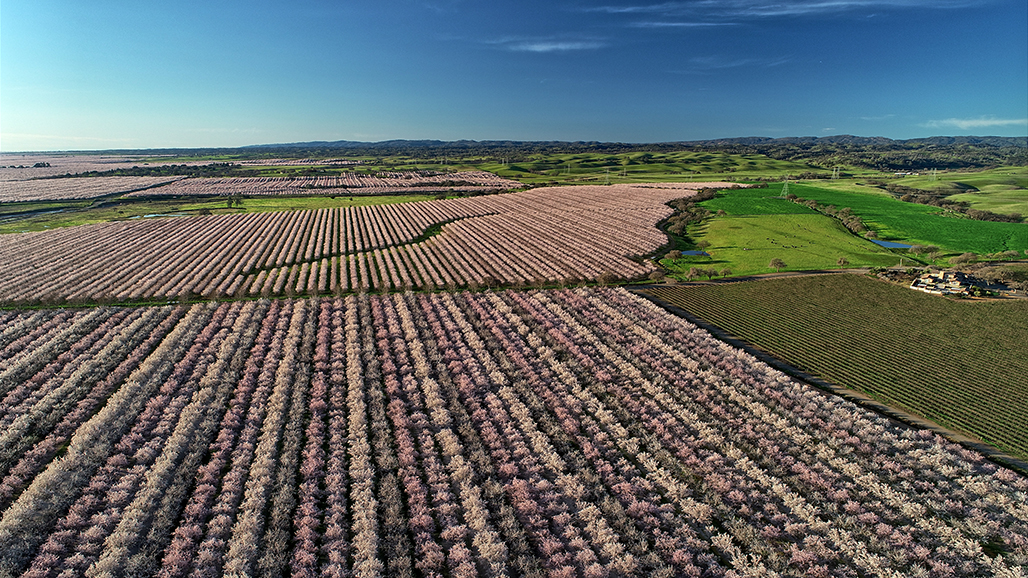Jumpstart your Growing Season with Redox during Bloom and Post-Bloom