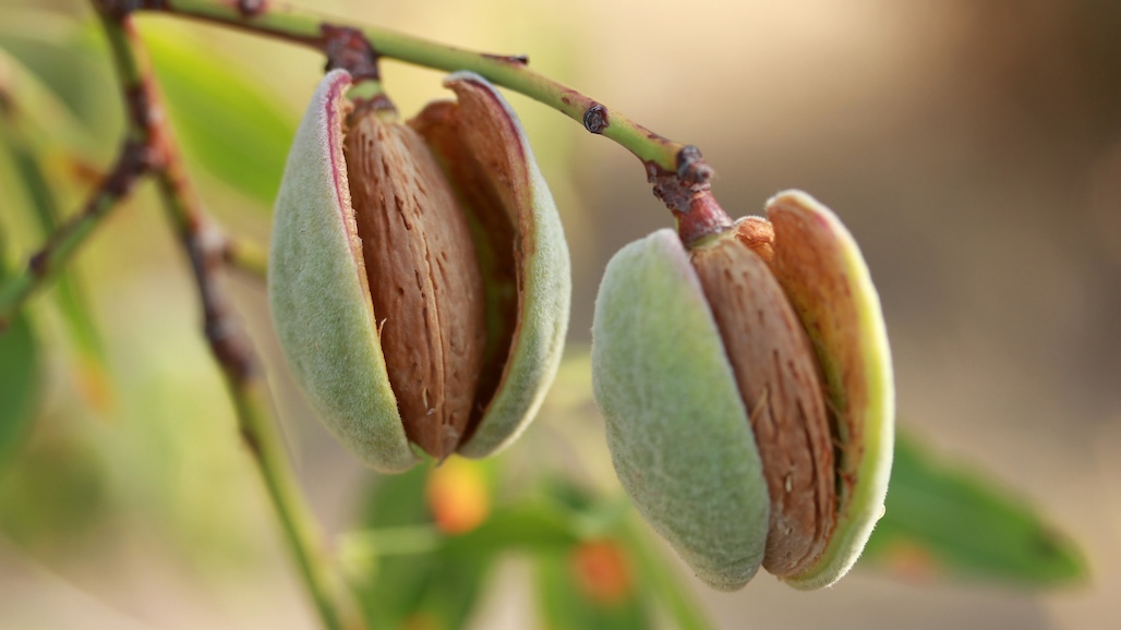 Specialty Crops Acreage Reporting Deadline Approaching