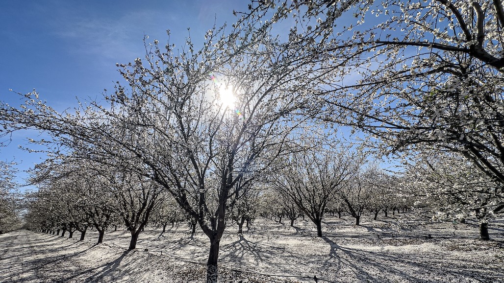 Bloom Winding Down in Almond Orchards